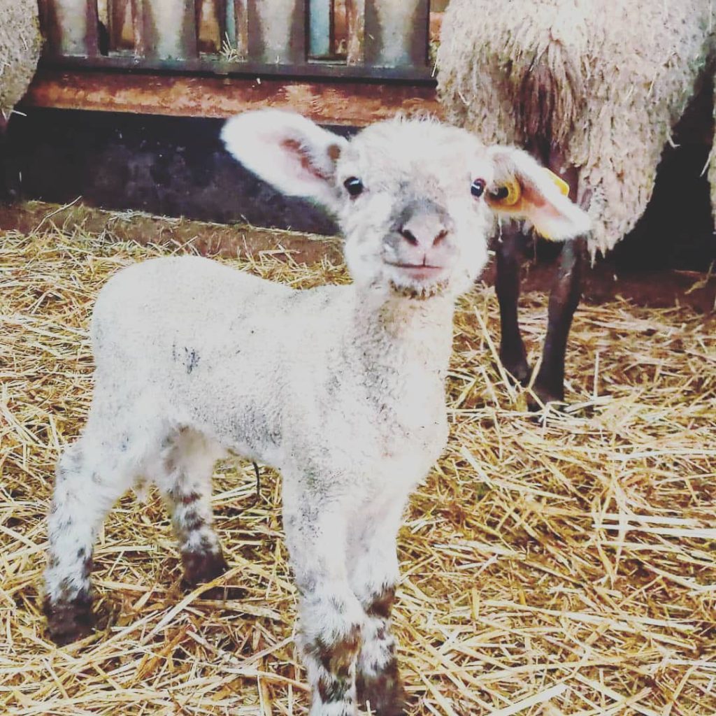 Les brebis de la Ferme de Serals