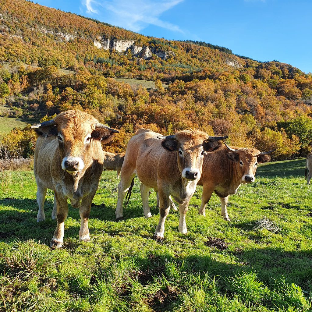 Les vaches de la Ferme de Serals